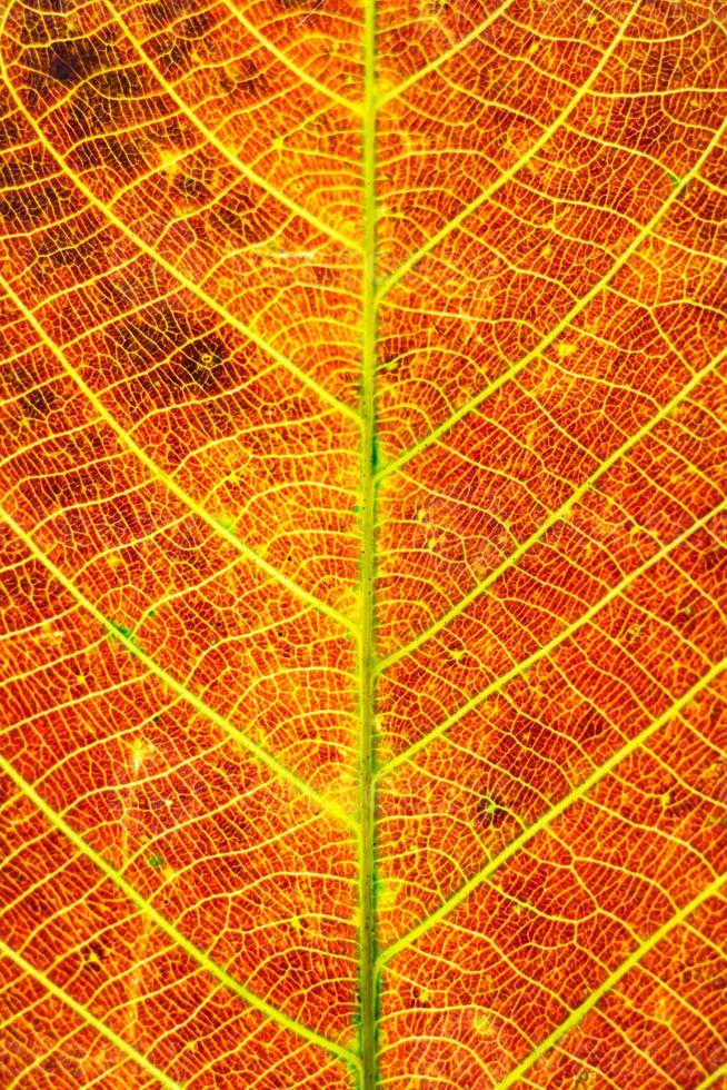 Colorful background of autumn leaf photo
