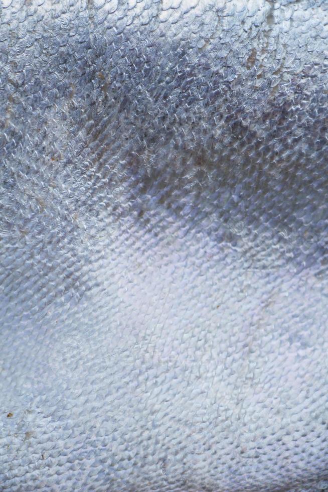 fish scales texture background photo