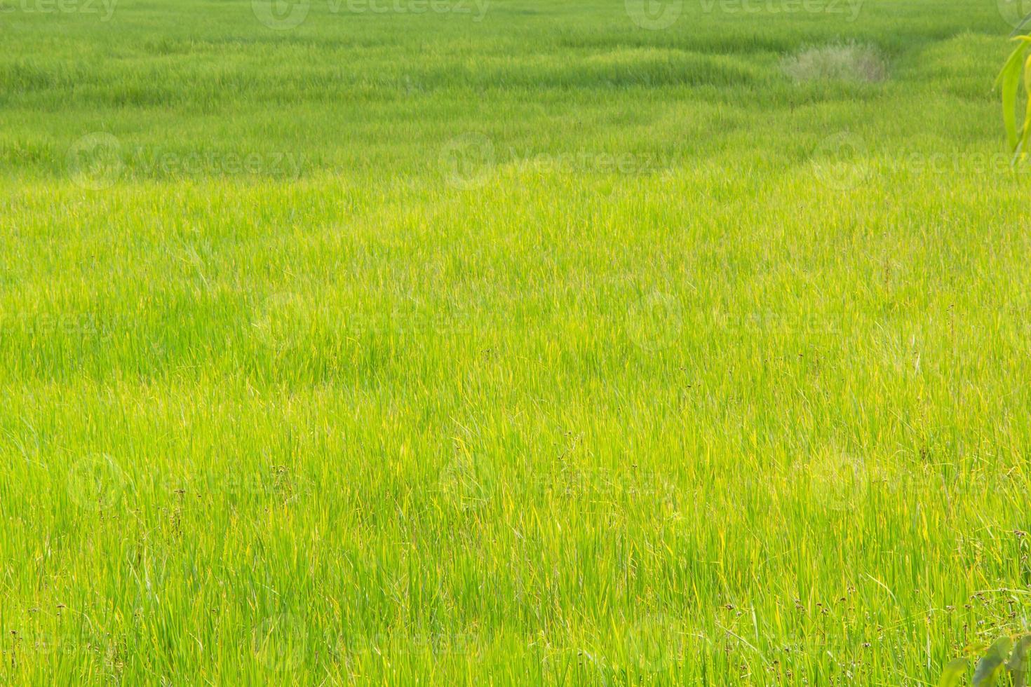 The green field rice photo