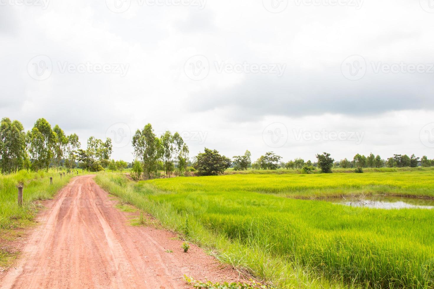Green paddy field background photo