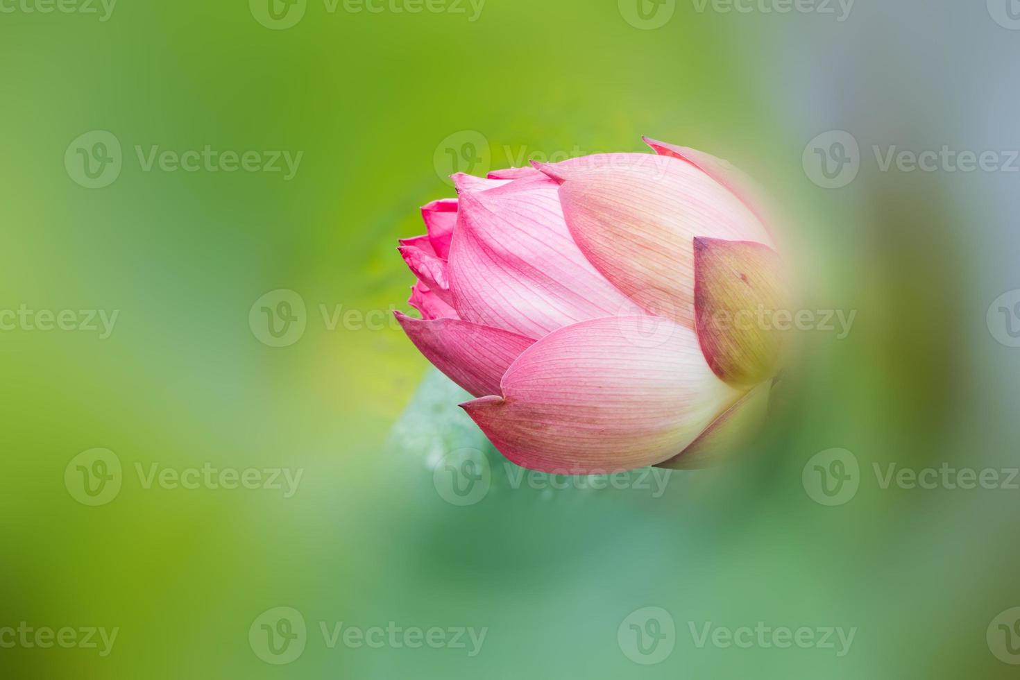 Pink lotus flower photo