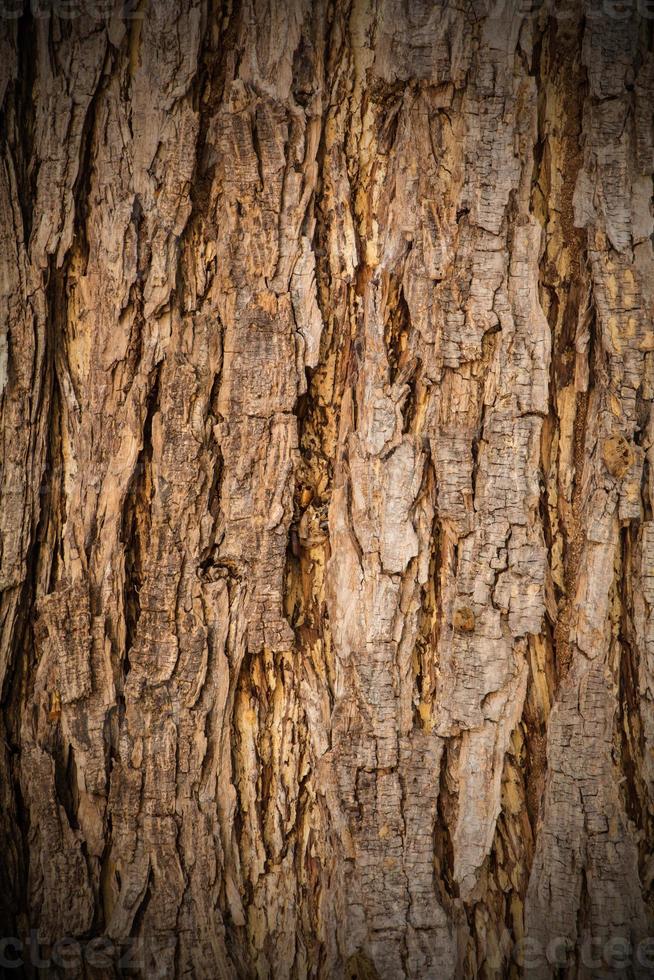 detalle de textura de corteza de árbol foto