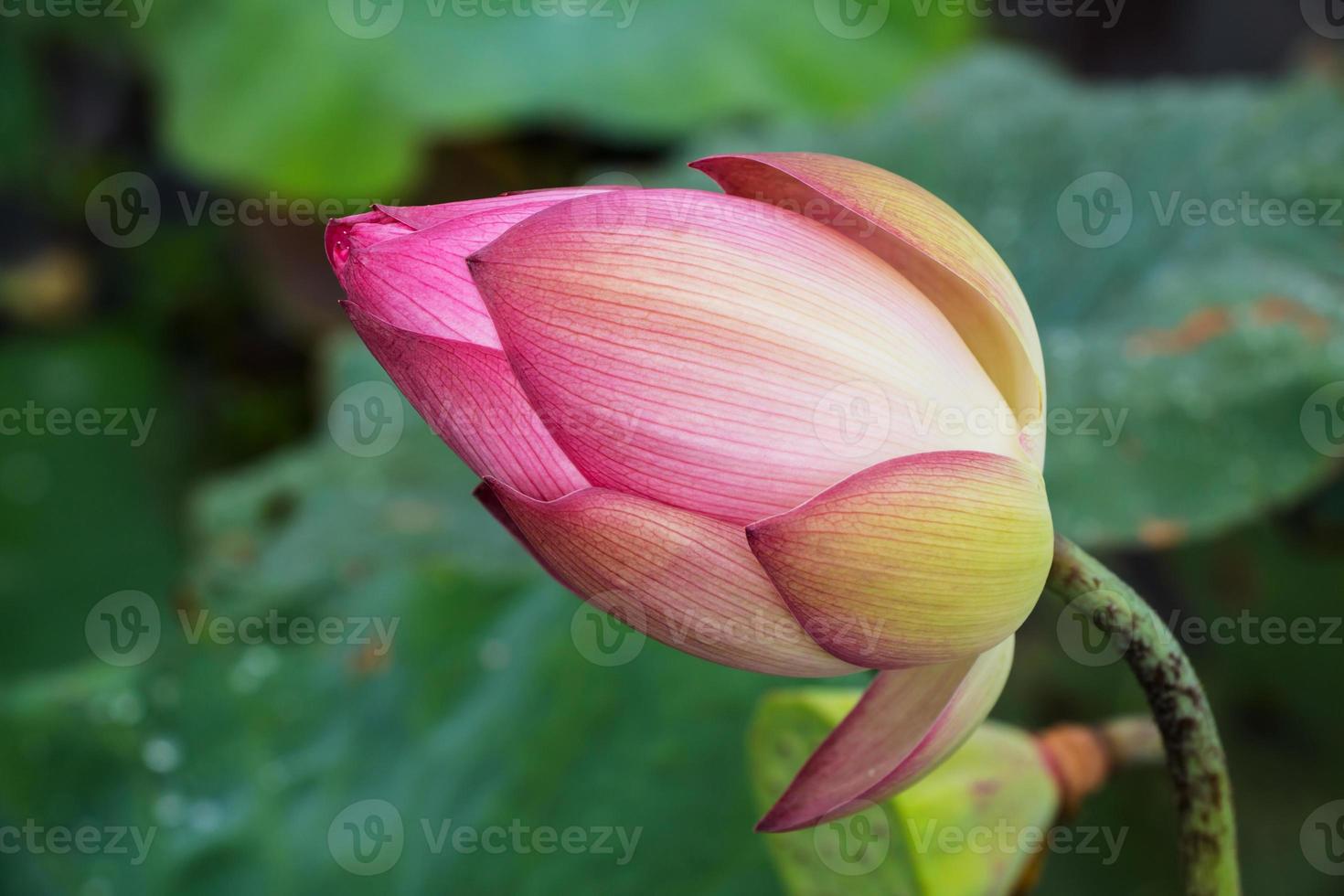 water lily, lotus in nature photo
