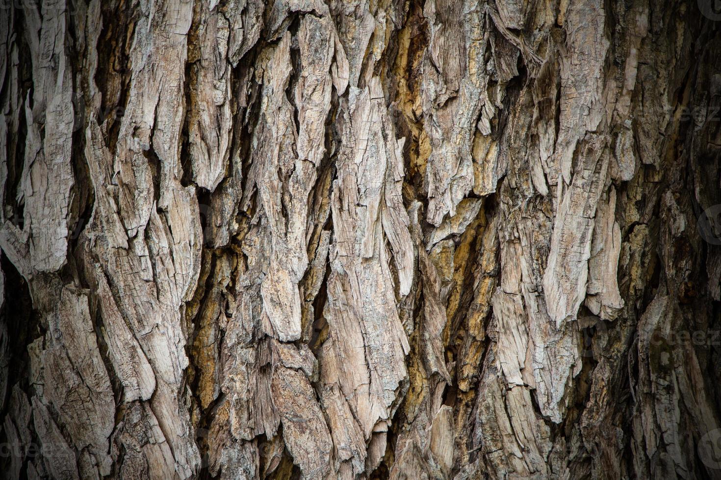 Old rough tree bark background texture organic patterns photo