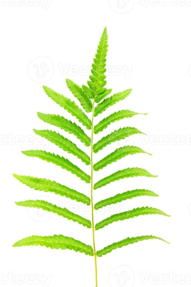 fern branch isolated on white photo