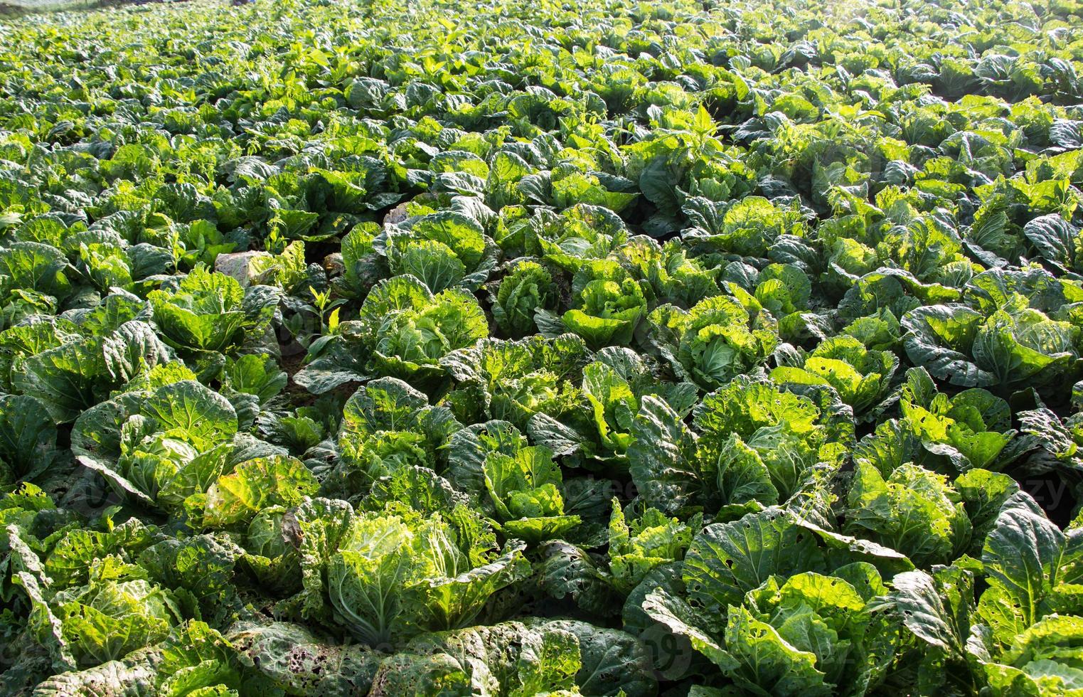 Fresh cabbage field photo