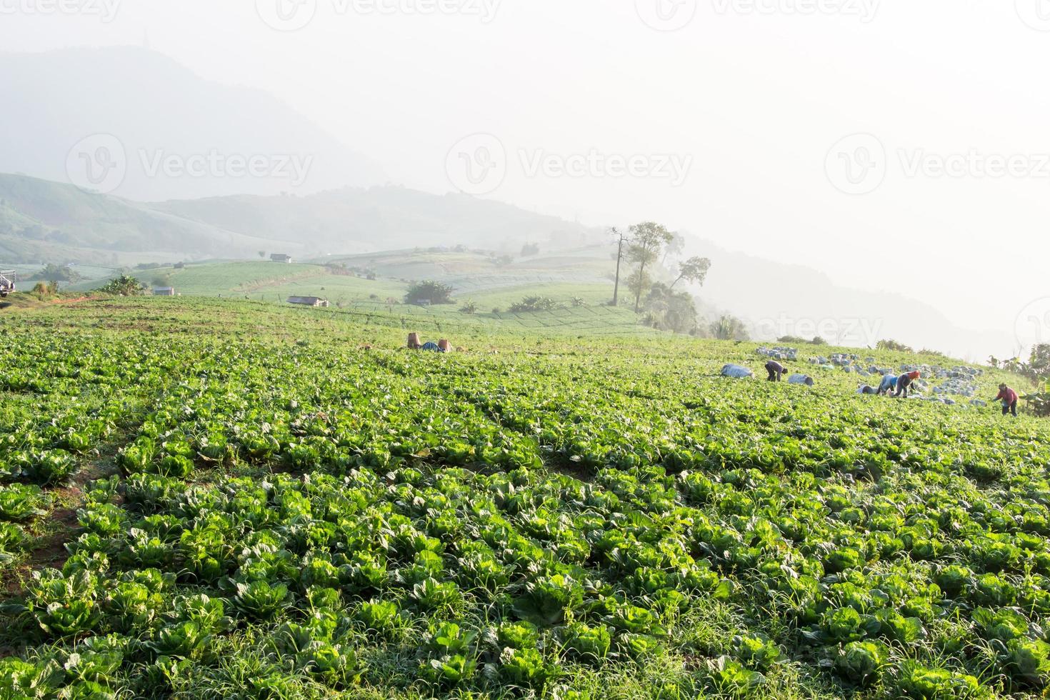 campo de col china en el campo foto