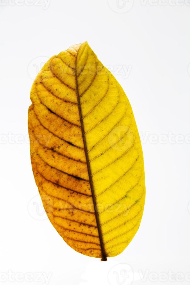 tree leaf fall in autumn on white background photo