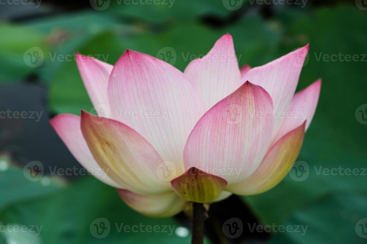 Pink lotus blossoms or water lily flowers blooming on pond photo