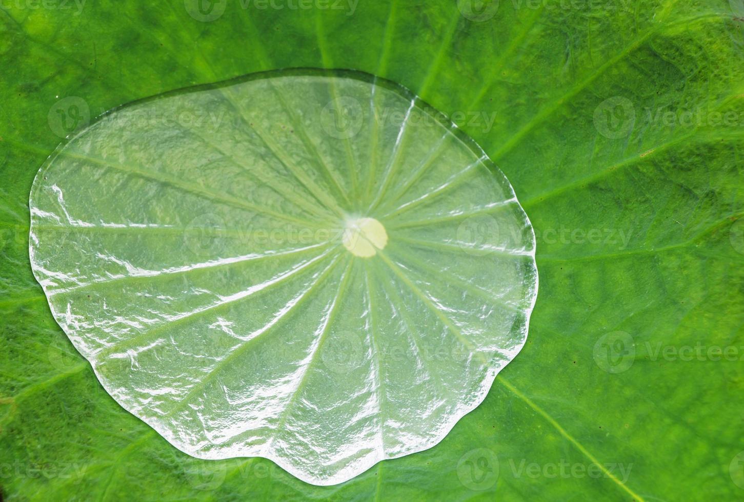 Lotus leaf with water drops photo