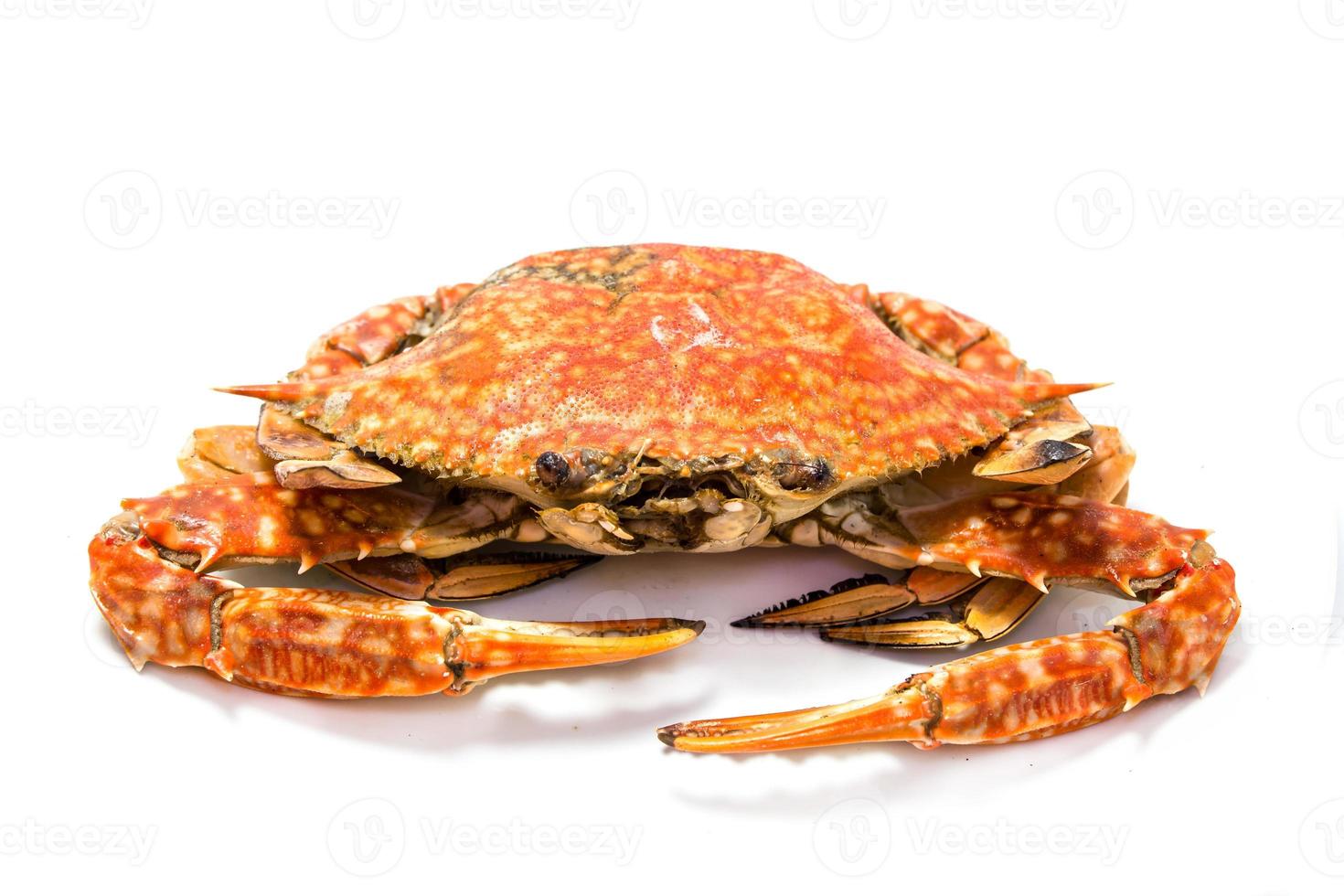 ooked dungeness crab isolated on white. photo