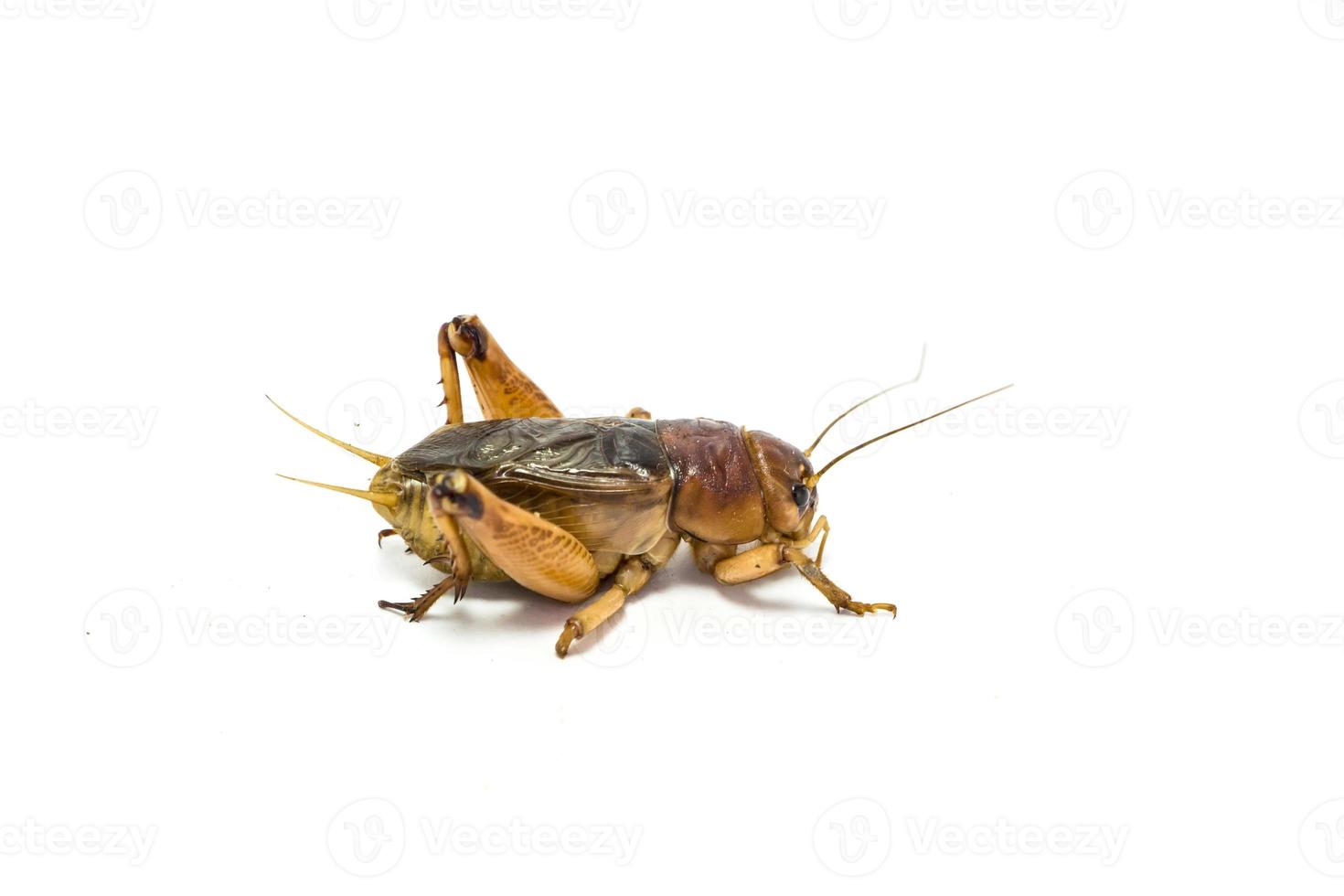 Gryllidae on a white background. photo