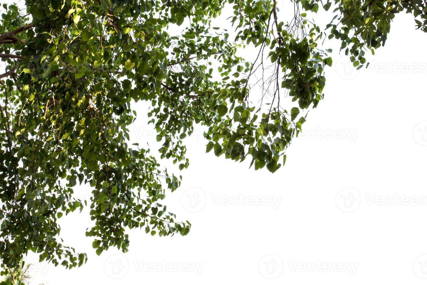 green leaves background on a white background photo