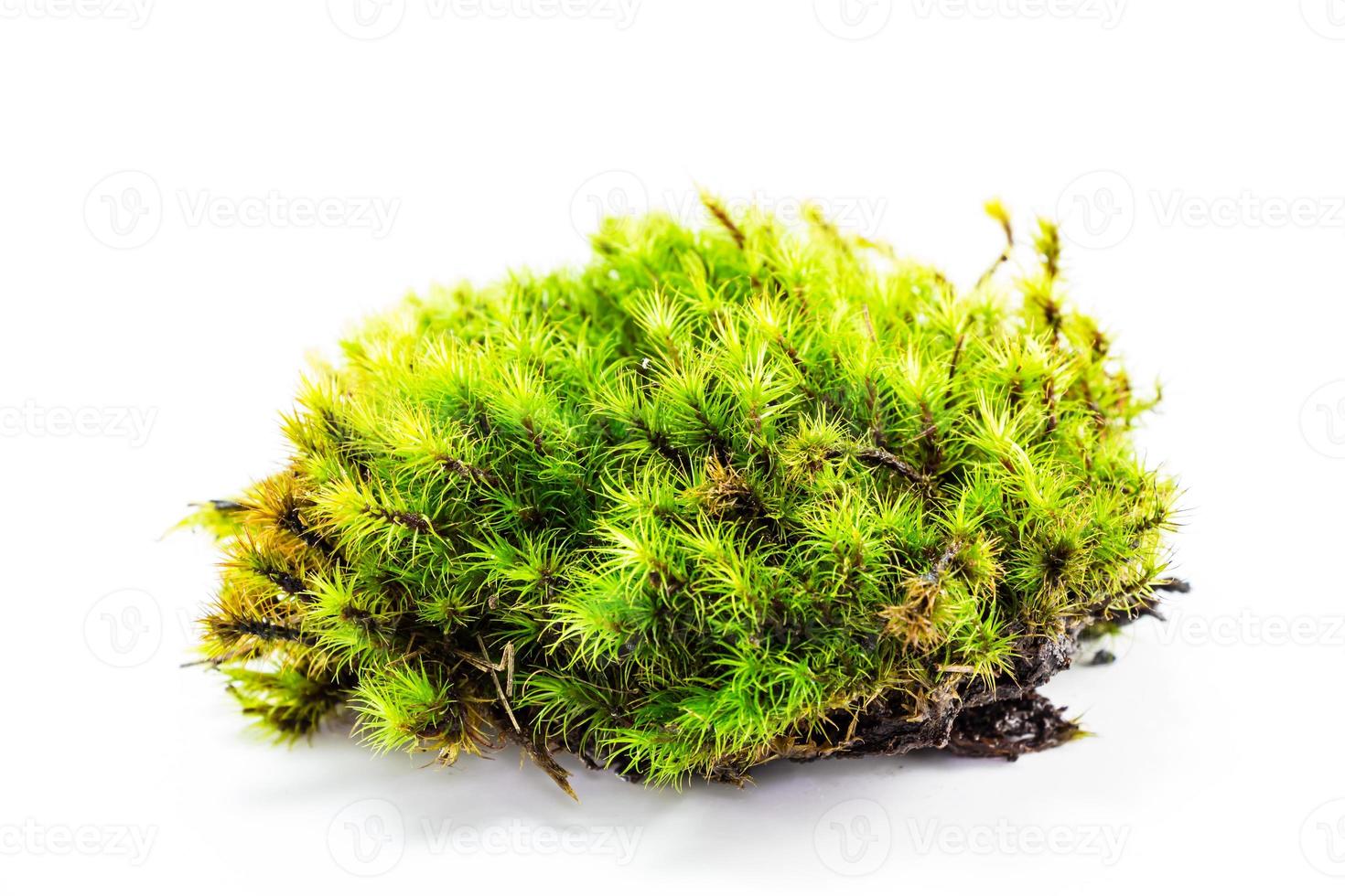 green forest moss photo