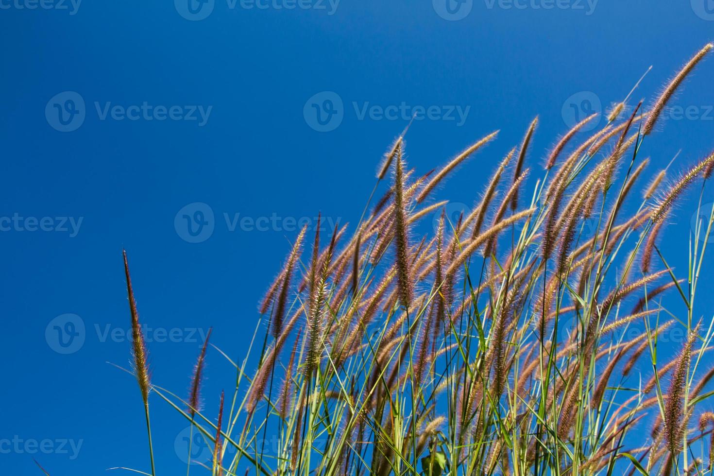 Grass plumes in the field with Blue sky background photo