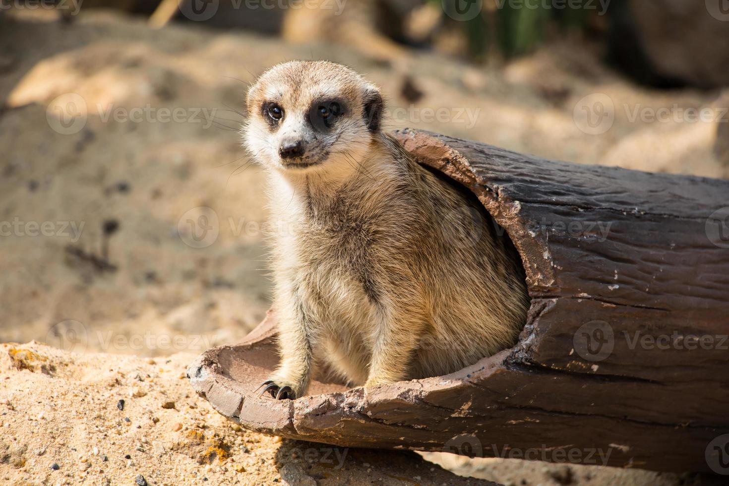meercat dig the hole photo