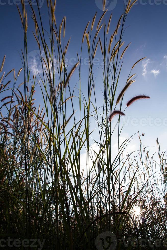 Grass Plumes At Sunset photo