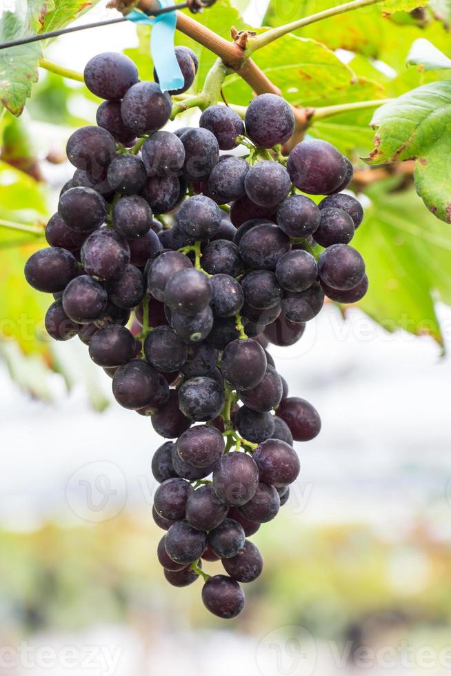 Grape bunch on a branch. Closeup. photo