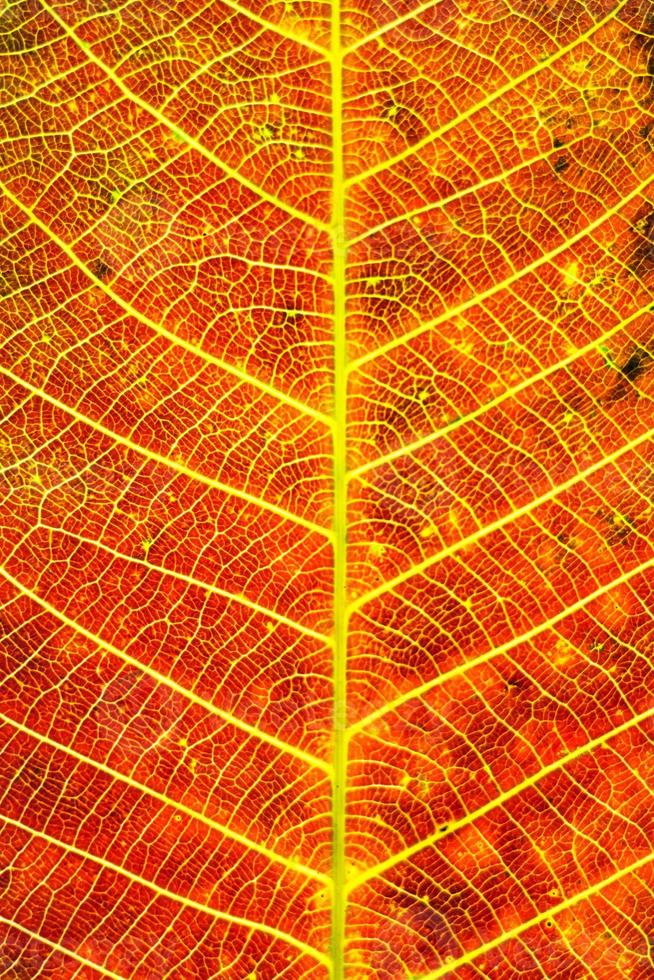 Colorful background of autumn leaf photo