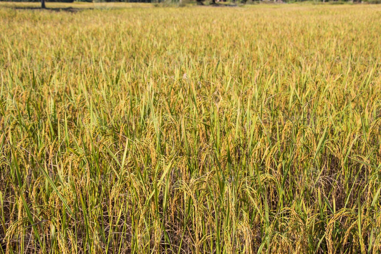el arroz es el alimento básico de los tailandeses y cuando el arroz es amarillo antes de las cosechas son hermosas. foto