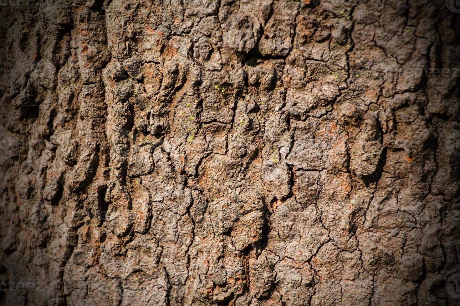 tree bark texture photo