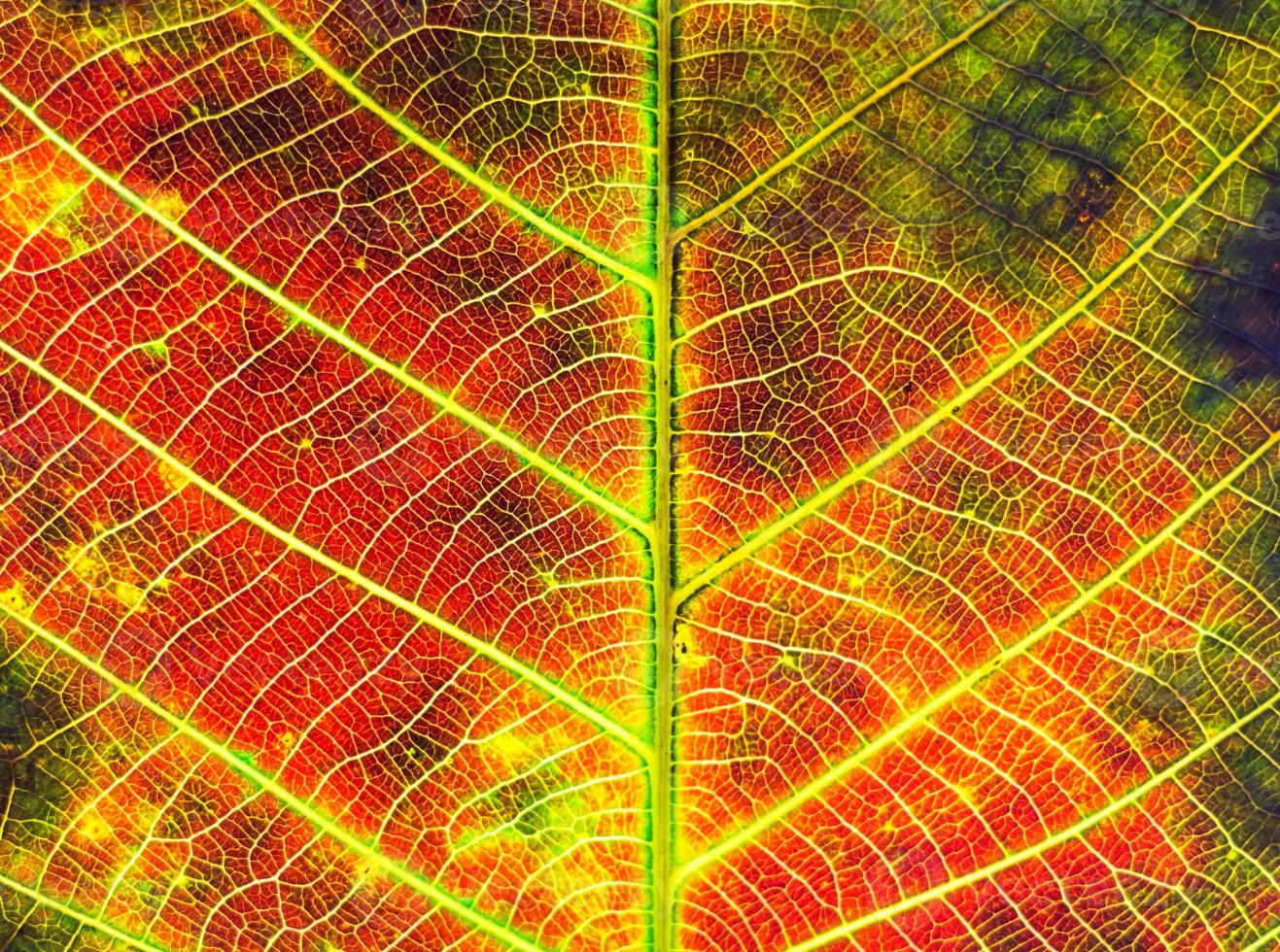 grunge plant background photo
