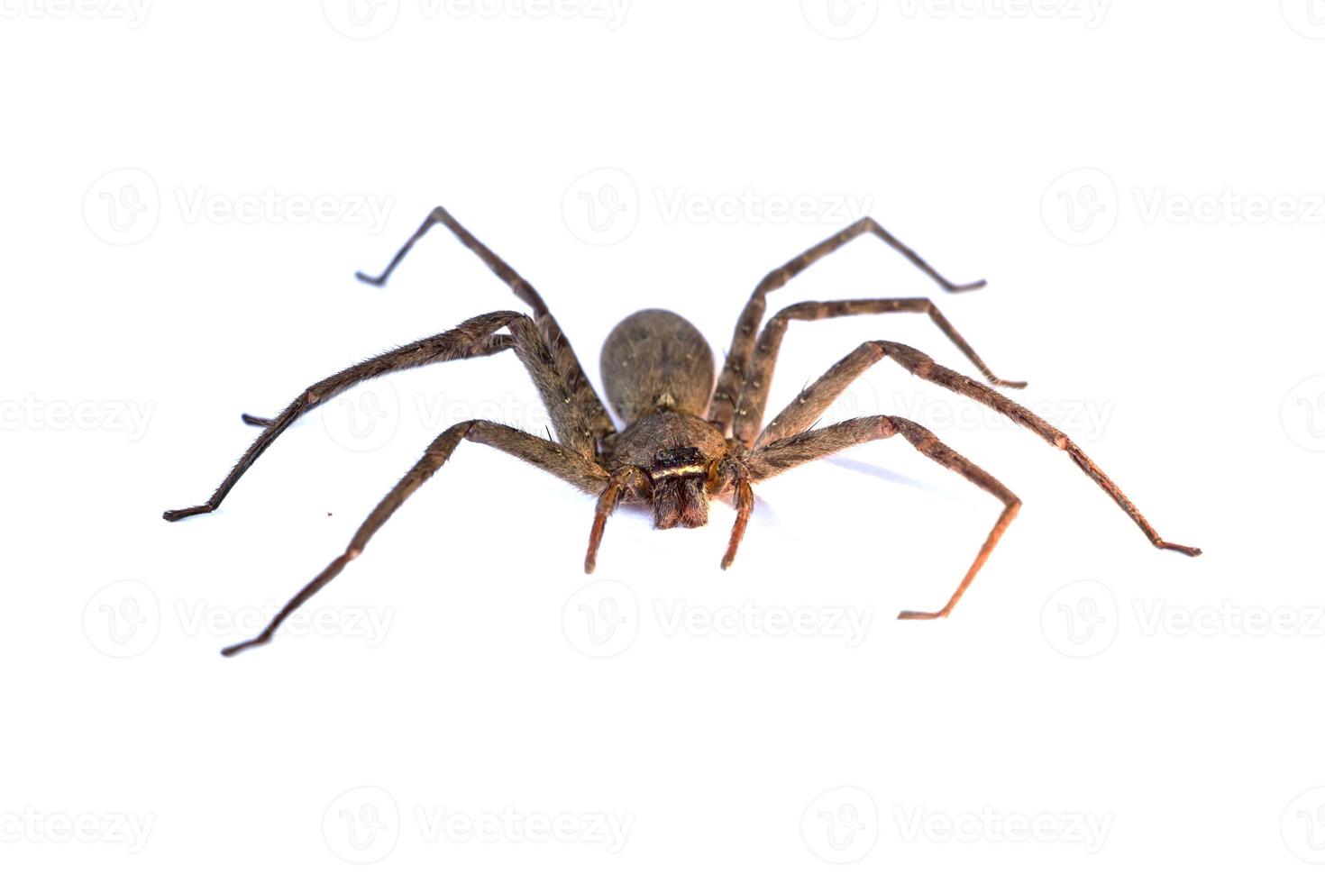 Spider isolated on white photo