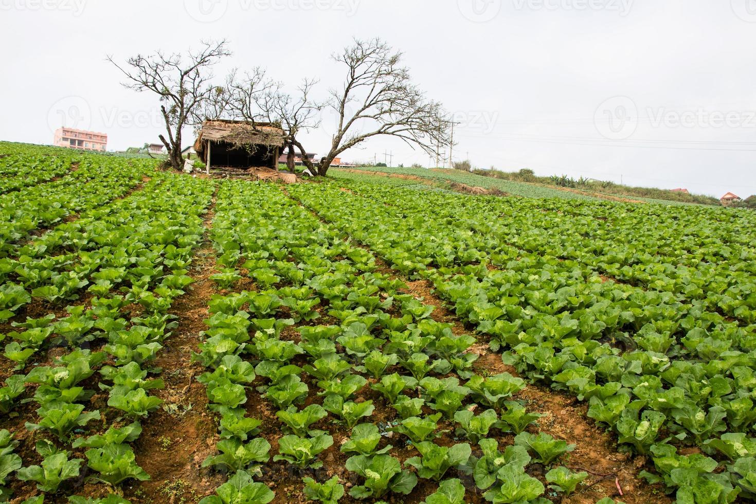 campo de repollo, campo de verduras en la montaña, petchabun, tailandia foto