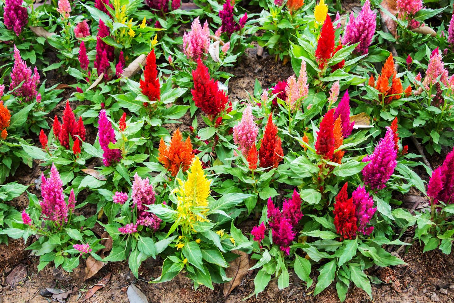 cockscomb in the garden photo
