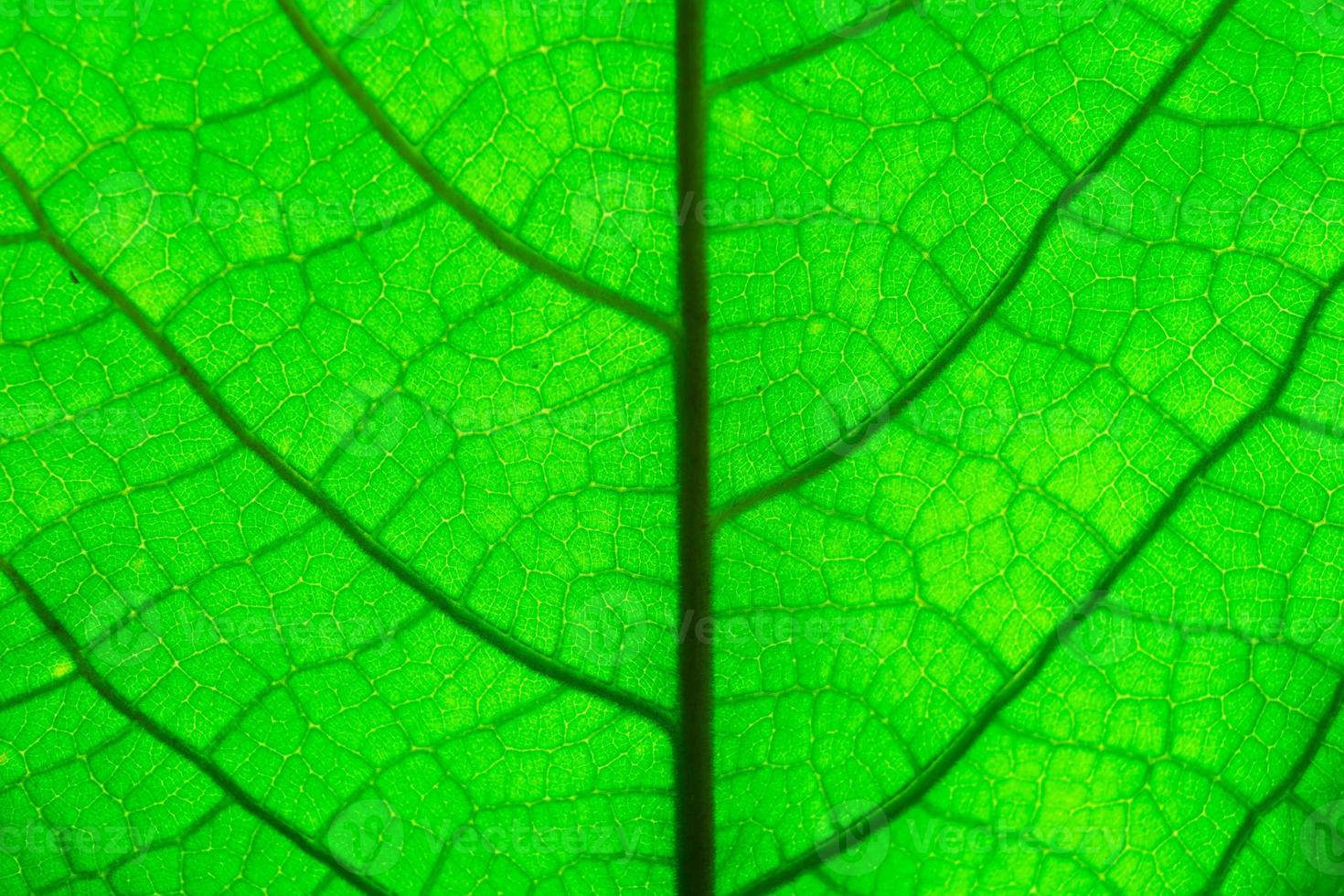 Green leaf texture. Macro photo