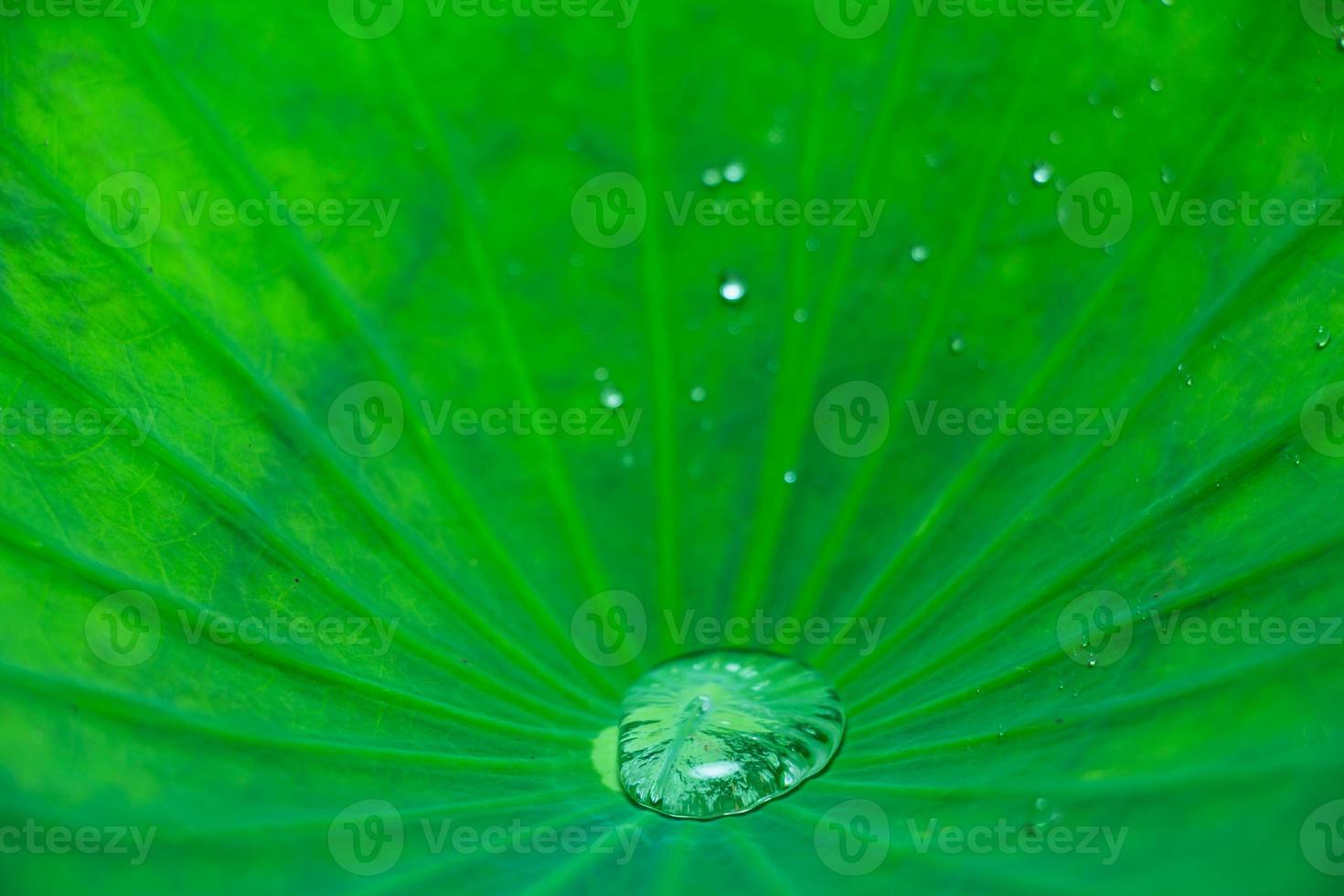 water drop on lotus leave. photo