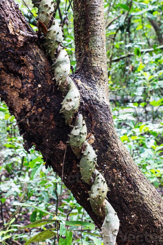 twisted tropical tree roots in rain forest photo
