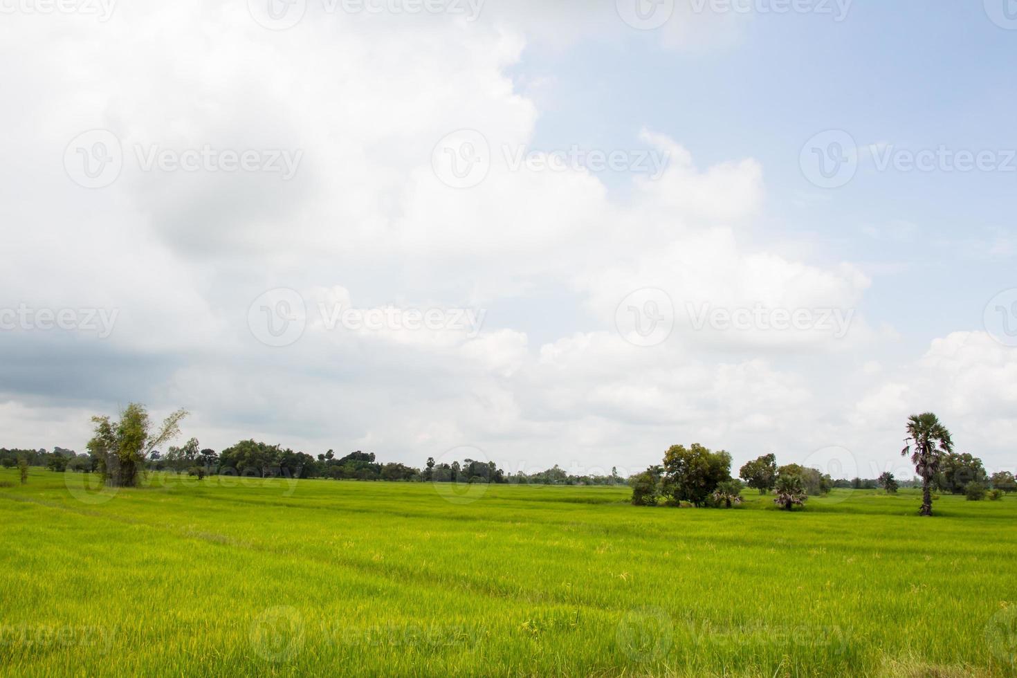 Green paddy field background photo