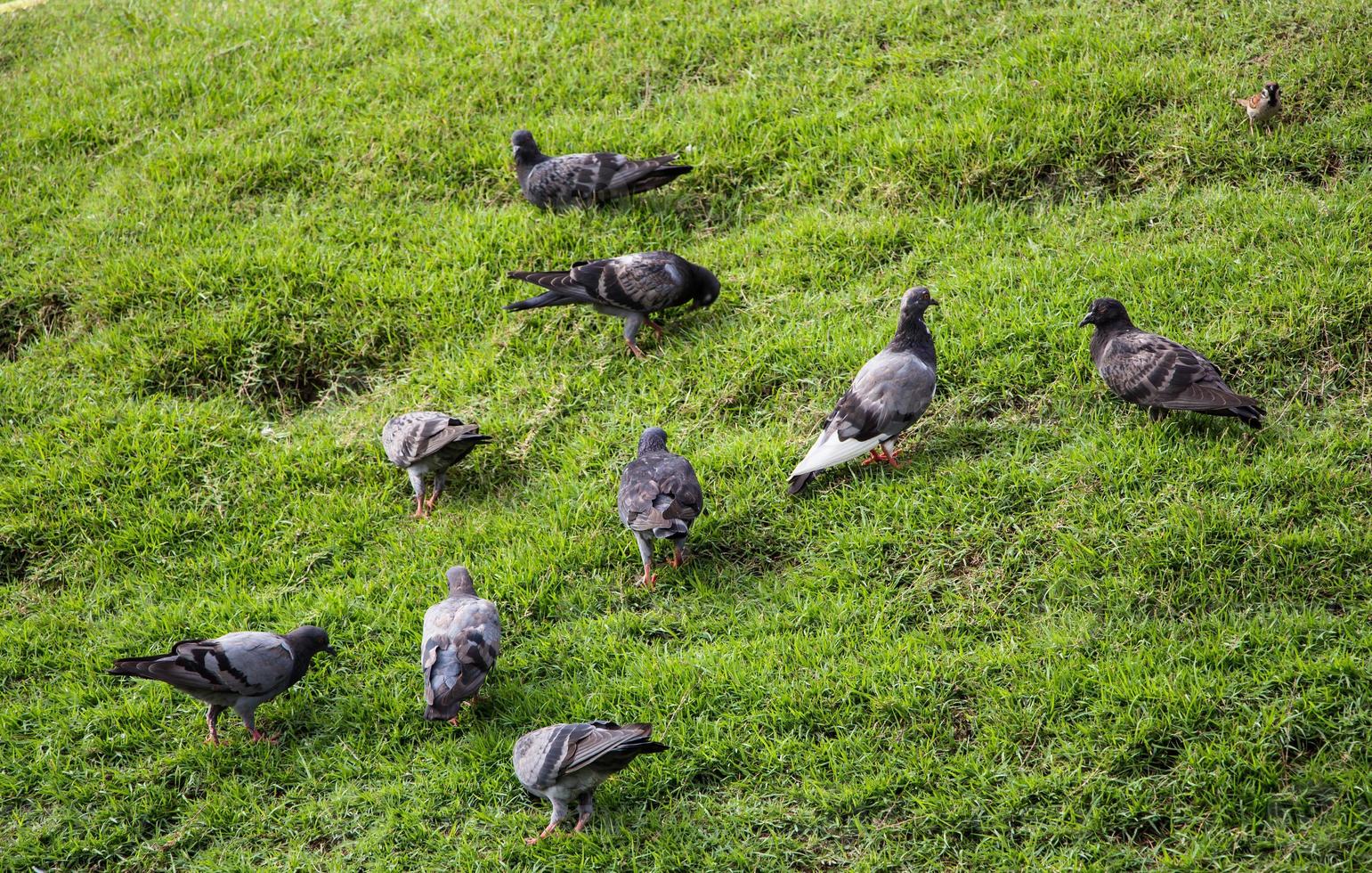pigeons standing on the grass photo