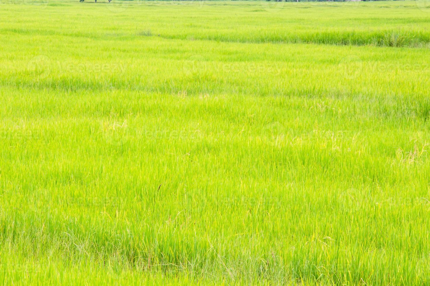 Green rice fields in south of Thailand photo