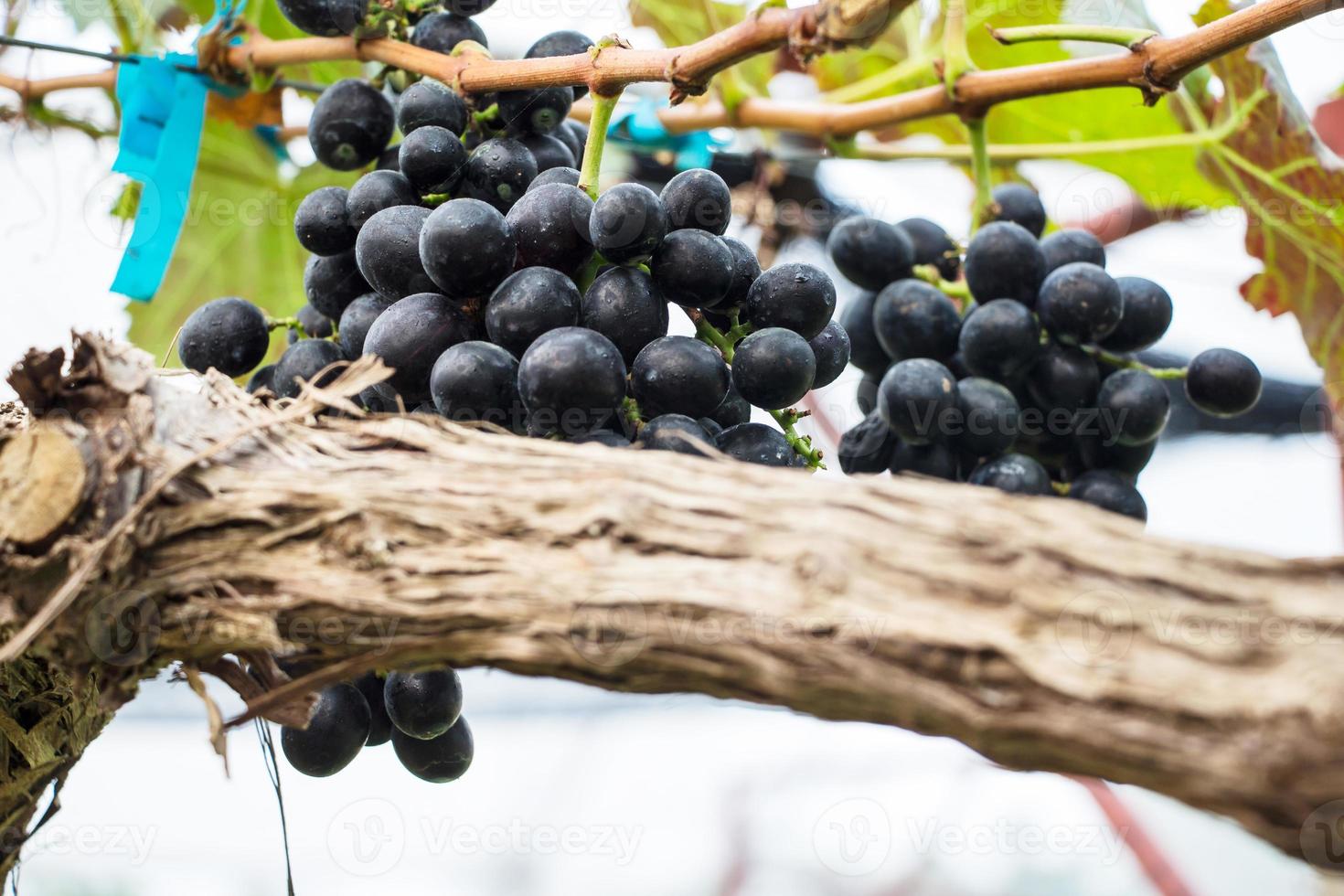 uvas rojas moradas con hojas verdes en la vid foto