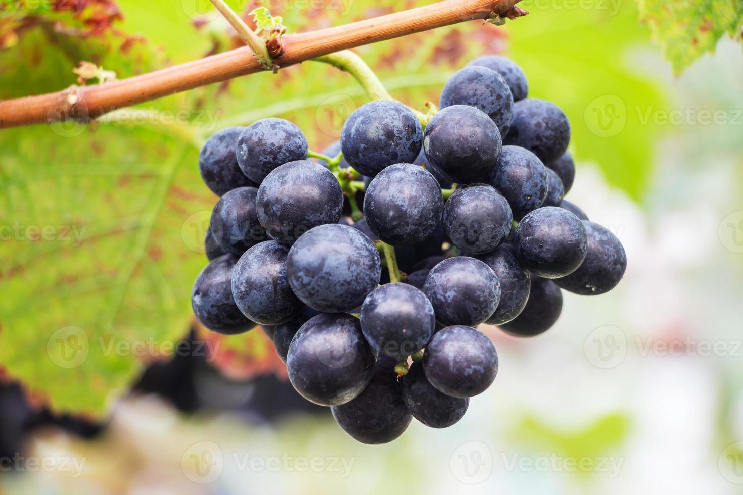 bunch of red grapes on the vine with green leaves photo