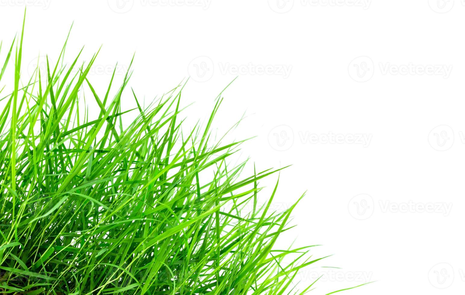 Fresh spring green grass isolated on white background photo