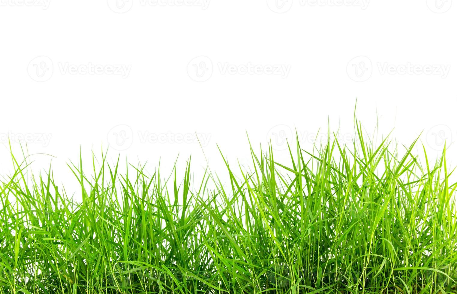 green grass on white background photo