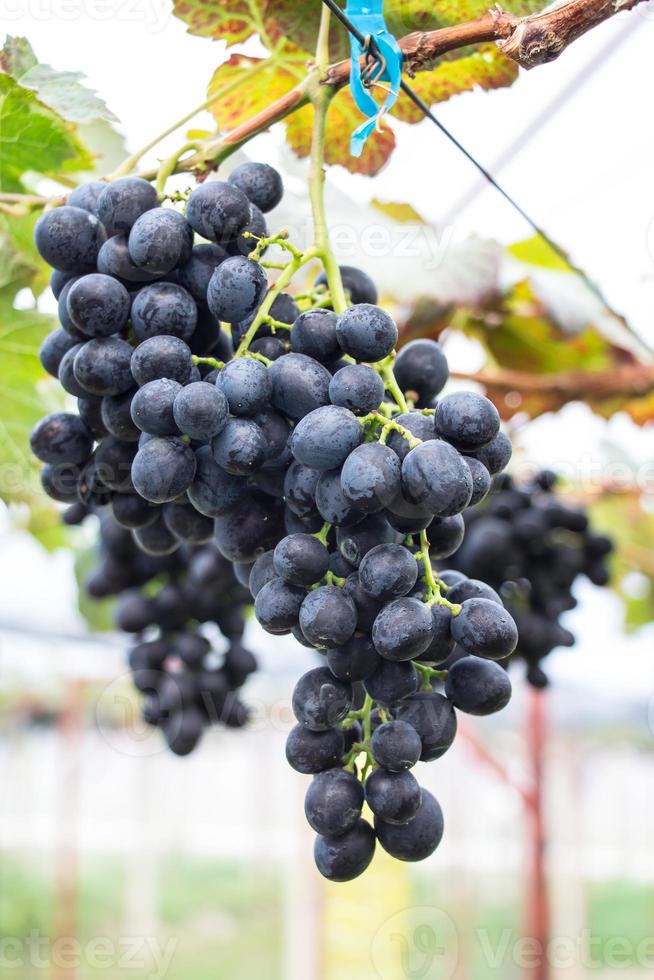 Large bunch of red wine grapes hang from a vine, warm. Ripe grapes with green leaves photo