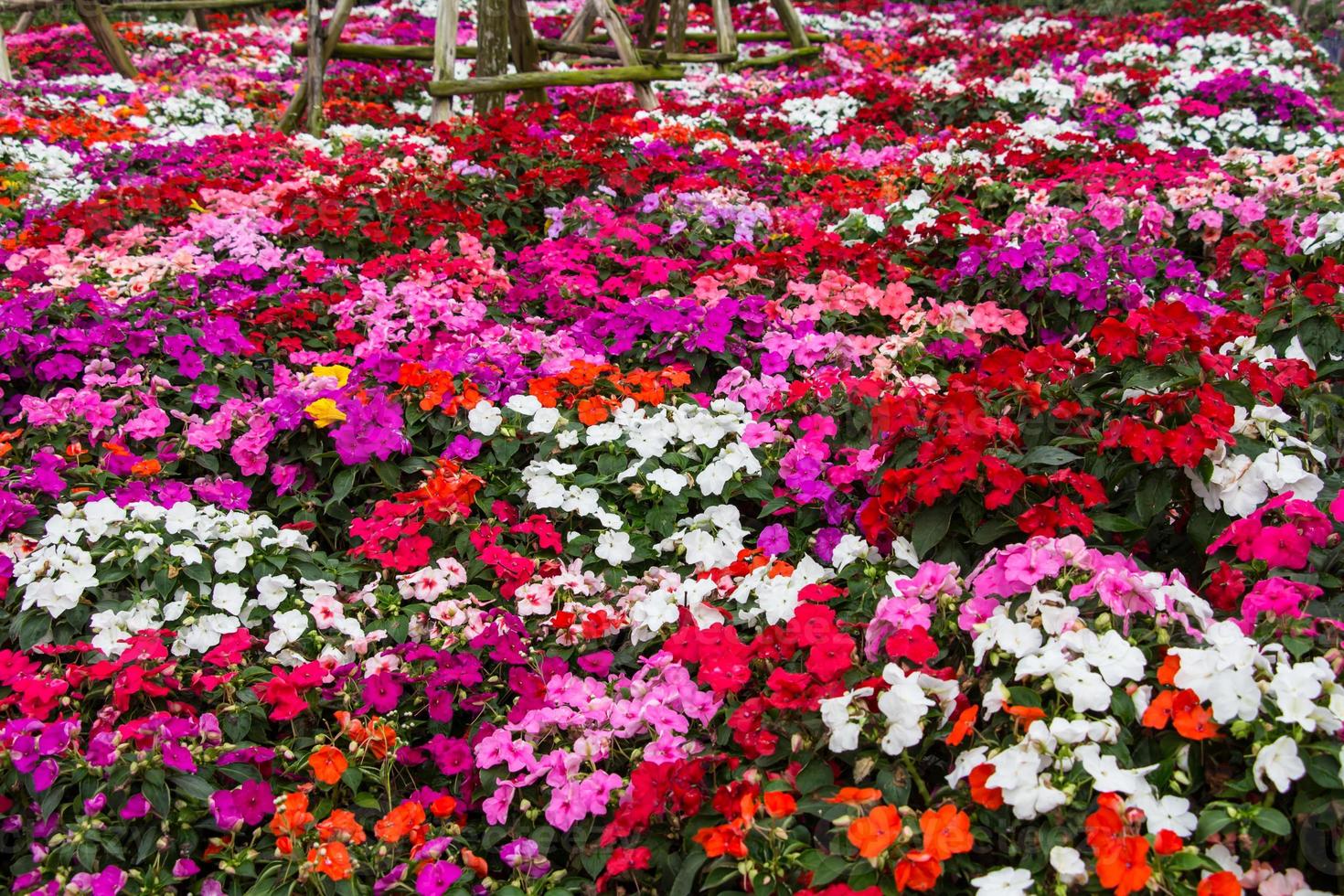 Beautiful impatiens flowers photo