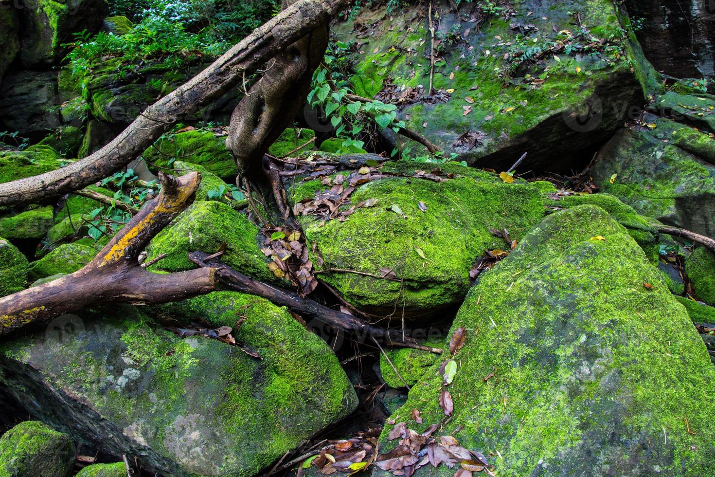 Moss on stone photo