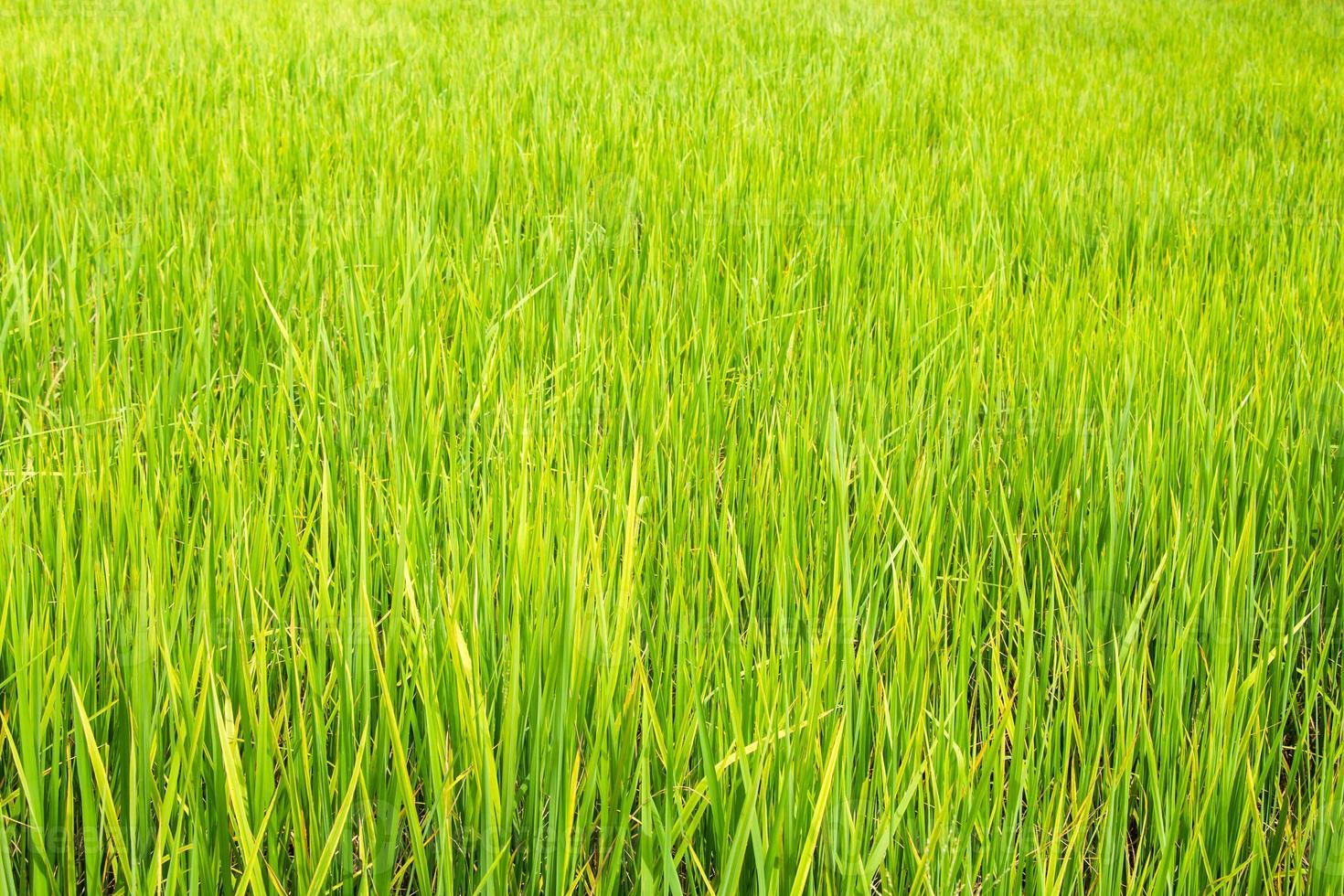 Paddy rice - Rice field photo