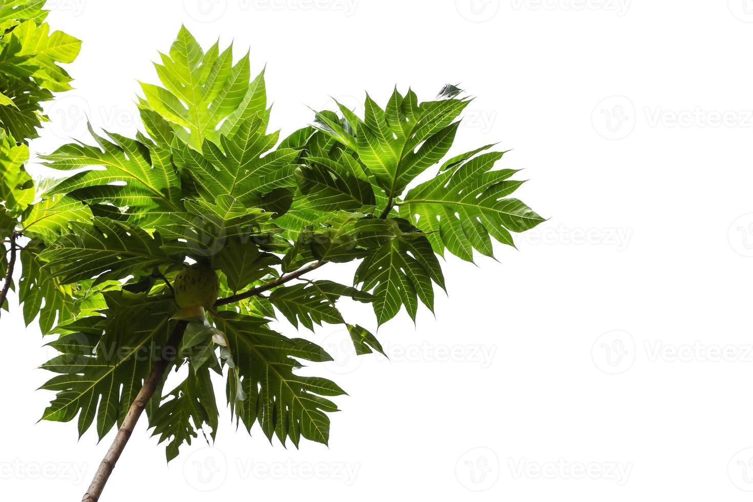 bread fruit leaves photo