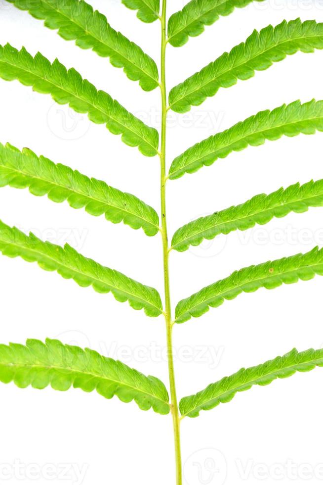 fern branch isolated on white photo