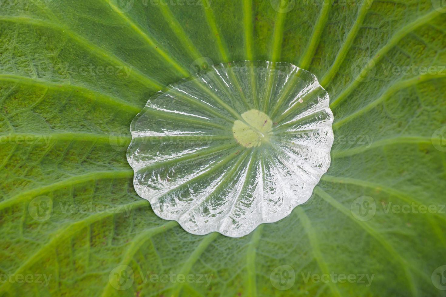 Drop water on the Lotus leaf photo