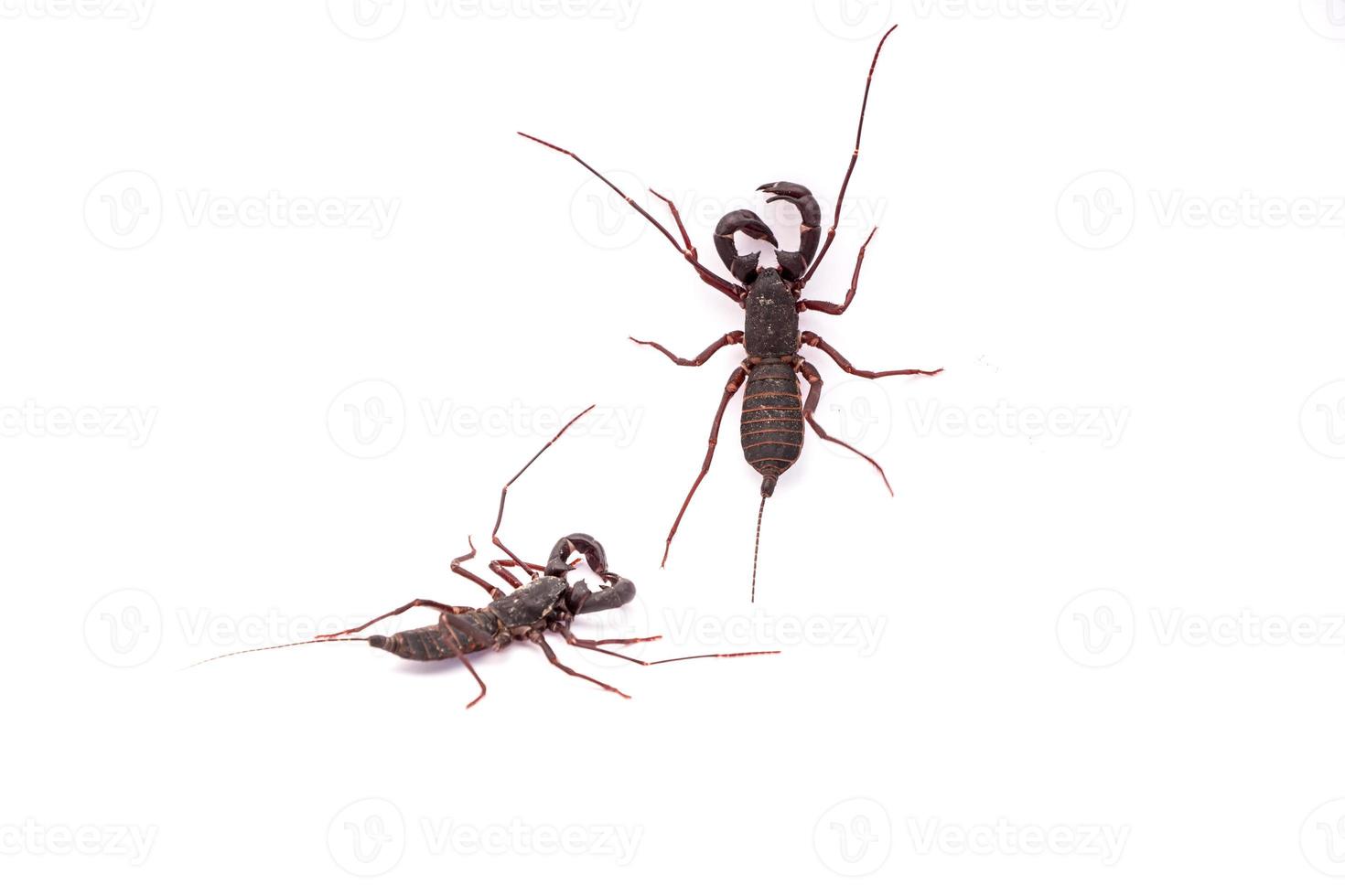 Vinegaroon Scorpion isolated on white background photo