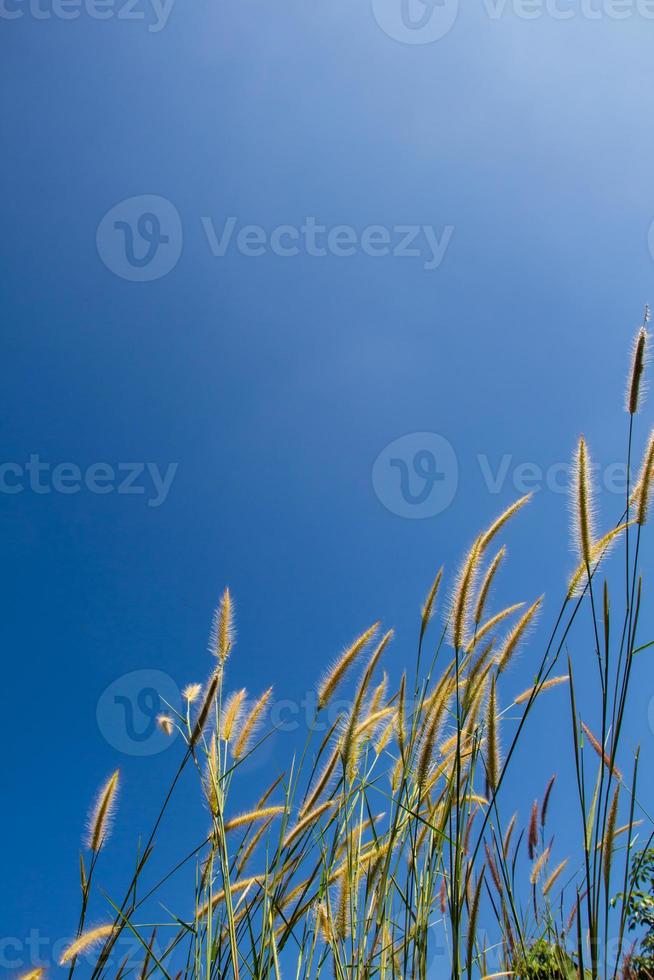 Grass Plumes in the field with Blue sky background photo