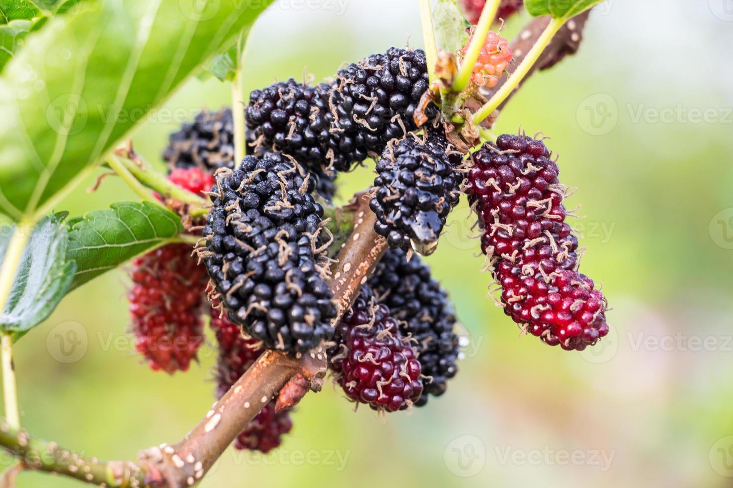 Fresh ripe mulberry berries on tree - Fresh mulberry photo