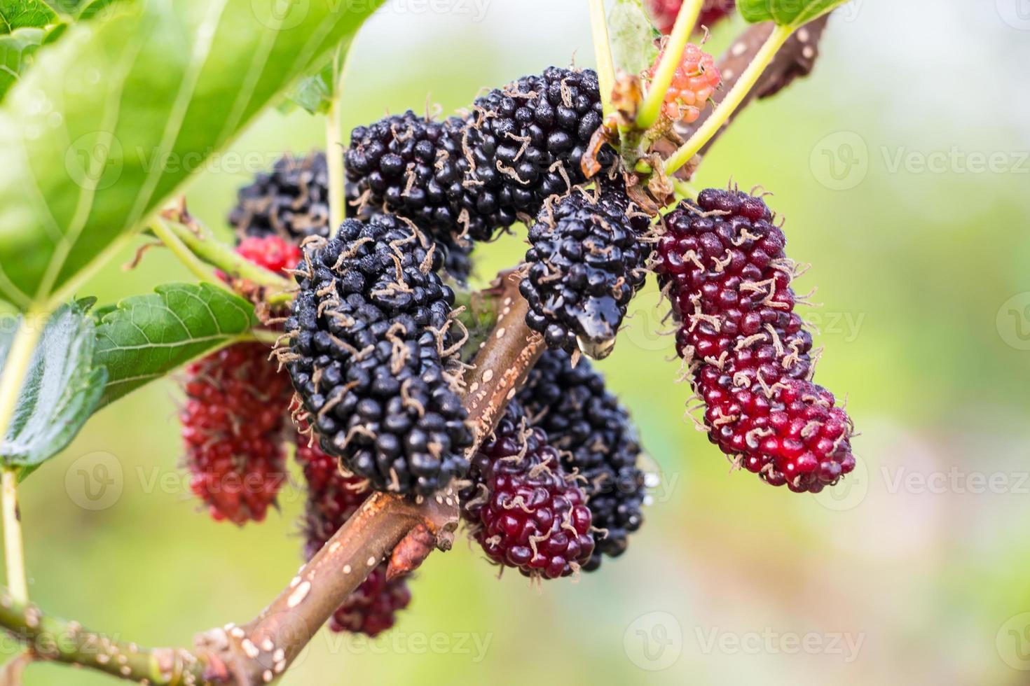 bayas de morera maduras frescas en el árbol - morera fresca foto